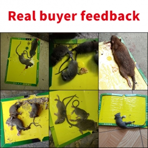 Mouse board Glue Trap Board